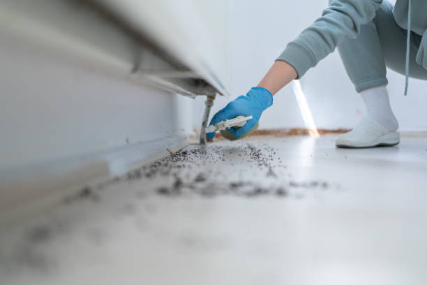 Best Local Pest Control Services  in Peoria, AZ